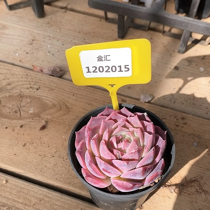 1202015 孤品插排