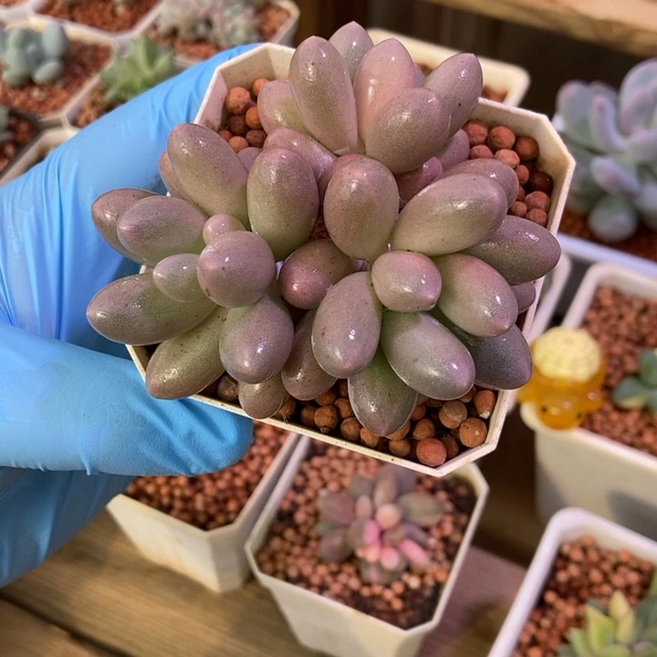 大叶汤圆锦基因多肉