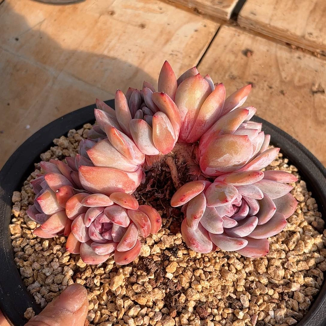 7头无砍小树多肉植物多肉植物