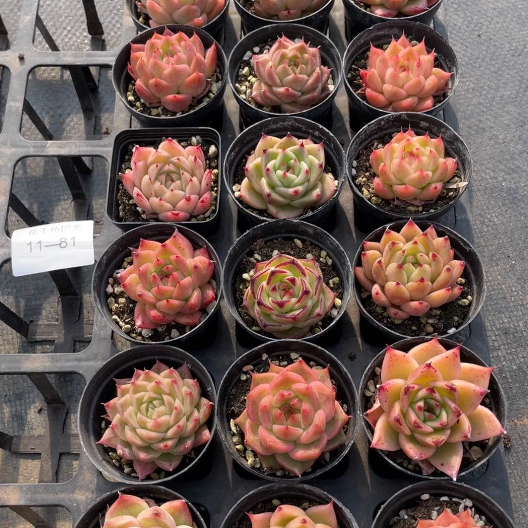 一物一拍18棵11-81