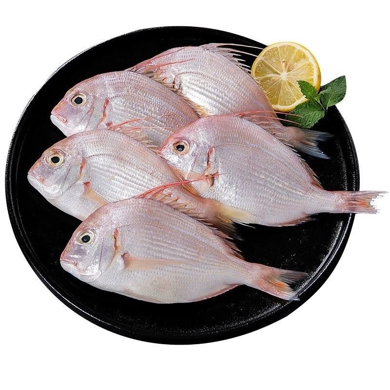 海捕赤棕鱼 顺丰冷链厦门发货