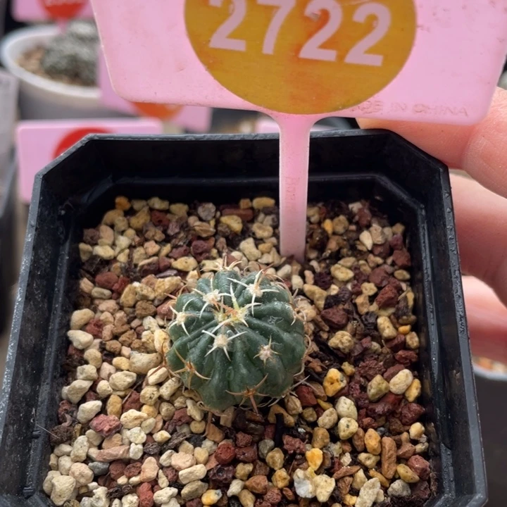 实生武藏凌波一27222722