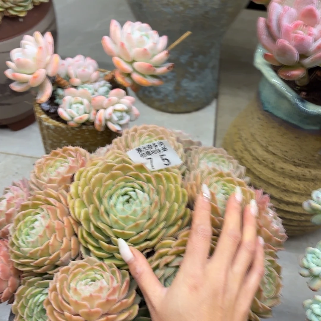 带***瑰黑大帅多肉75昂斯诺