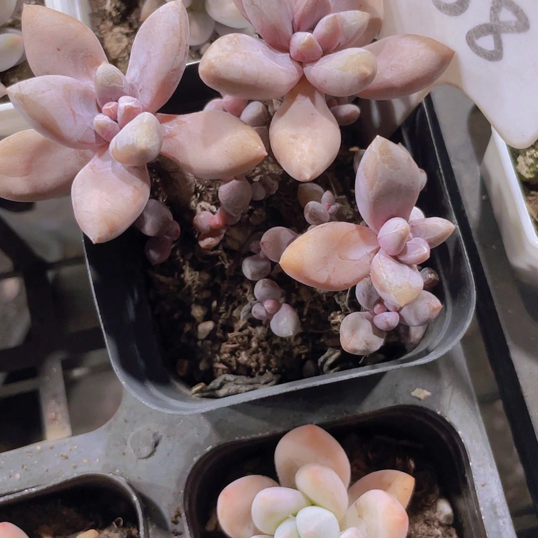 本*然姬星美人a058一物一拍