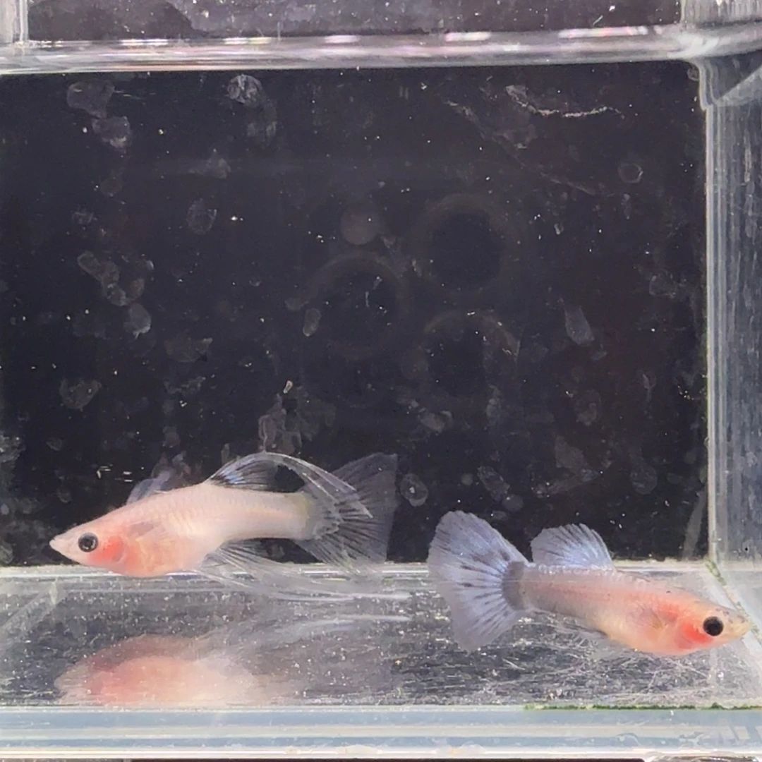 孔雀鱼蓝礼服玻璃猫缎带1对