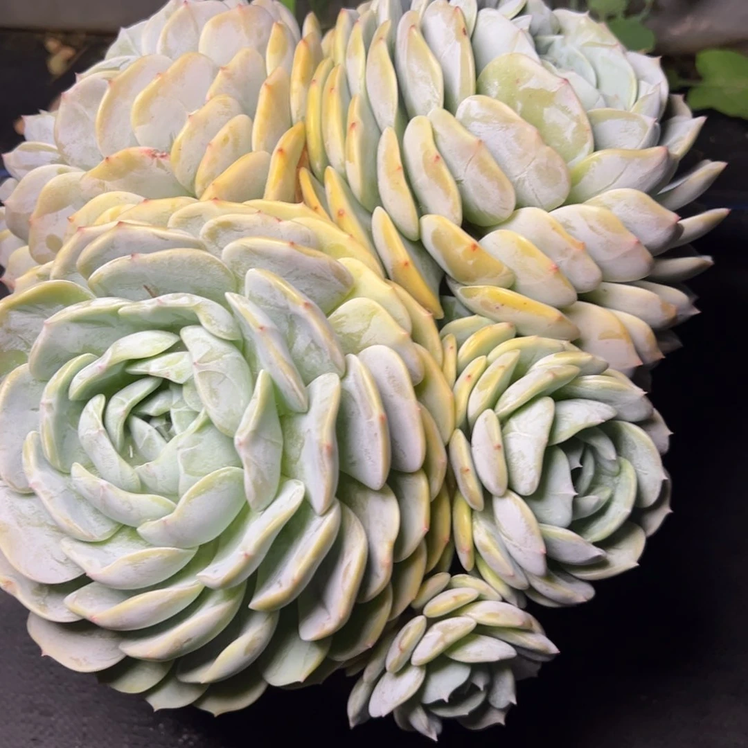 劳林多肉植物39.8