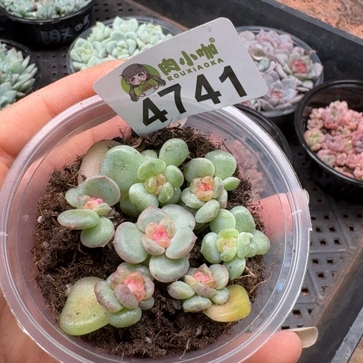 多肉植物多肉植物