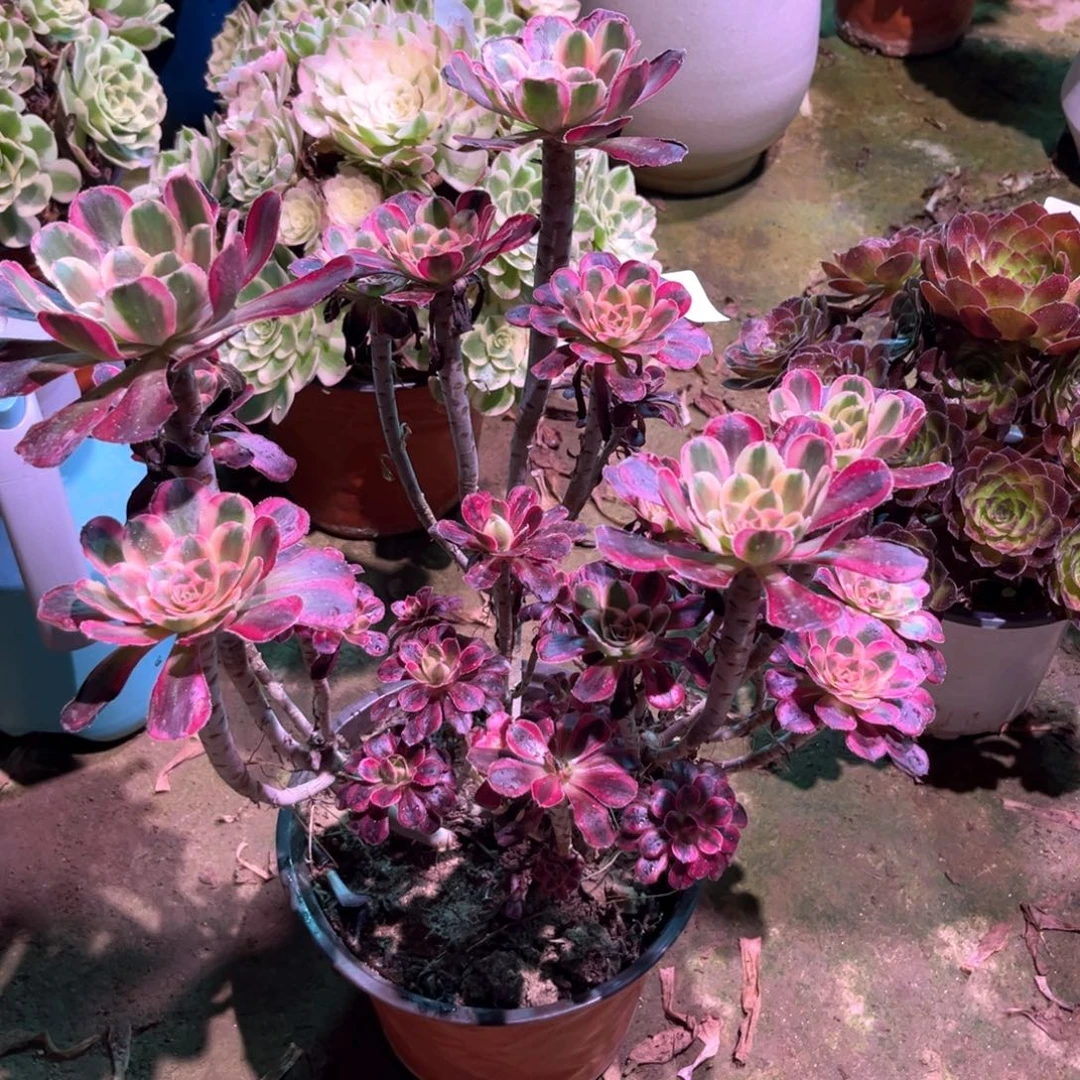 多肉植物丽娜00044