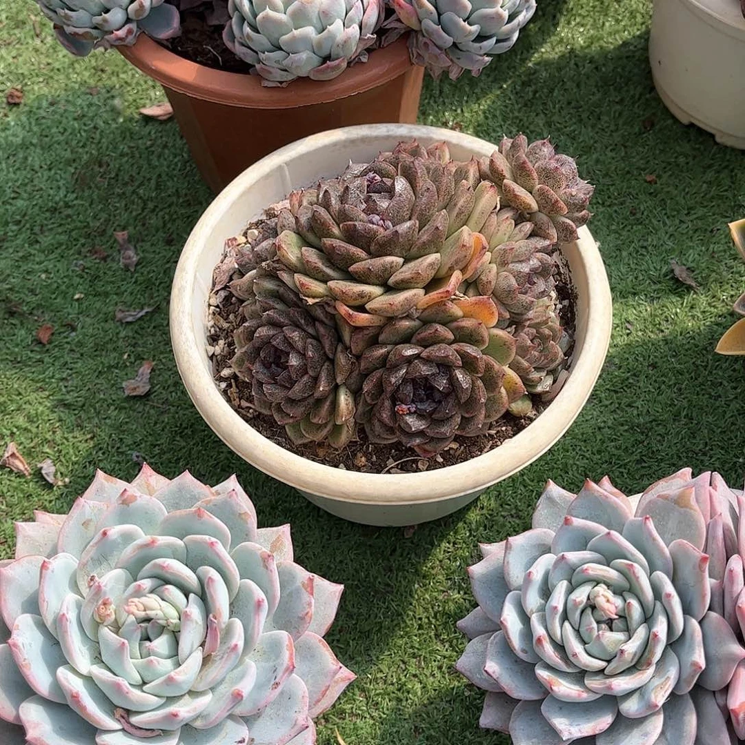 子*黑水晶多肉植物33