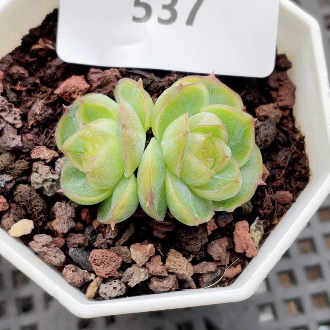 537号糖心冰心珍妮 繁星