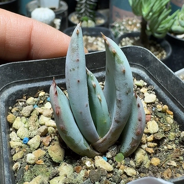 165柏加芦荟脱土发货