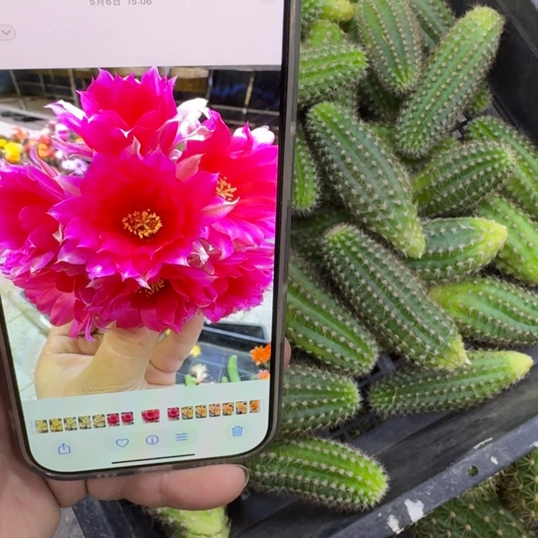 355白檀9无根侧牙2个很小，20包邮