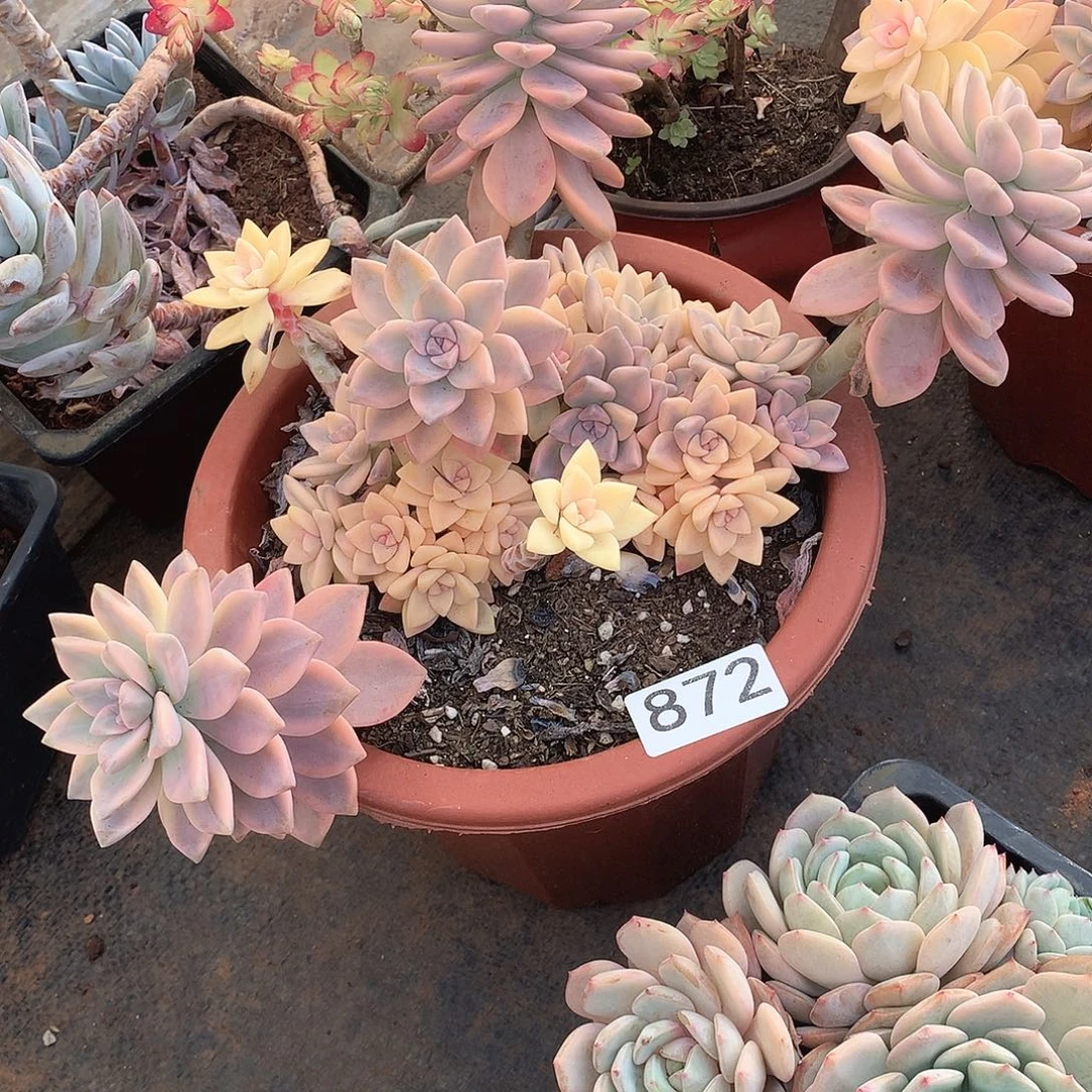 872淡雪锦一物一拍多肉