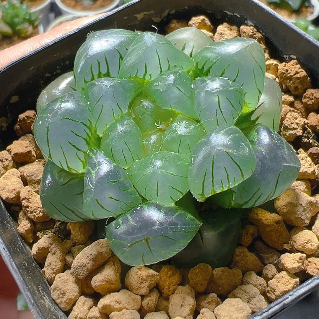 翠冰玉露玉露多肉植物一颗