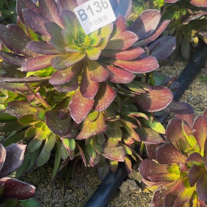 136花无缺量多肉法师不包断枝