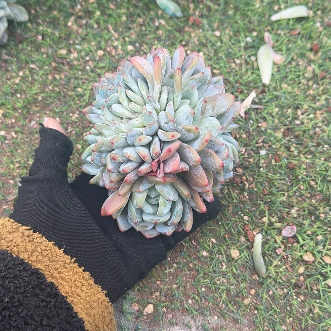 星影缀化孔雀开屏造型