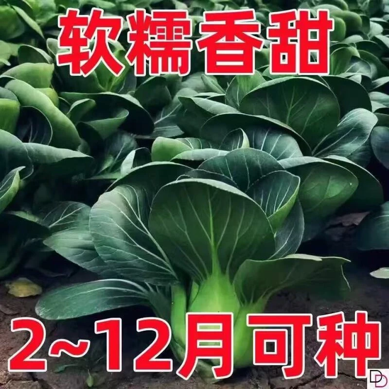 【全店任意满5包包邮】农家矮脚菜种子蔬菜