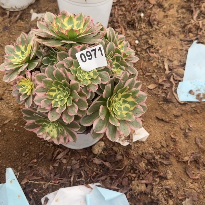 971海王清棚处理不包断枝