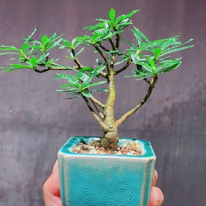 *****无花朵栀子花包邮哦哦