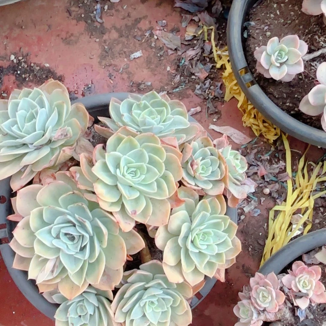 星娜塔。   20。