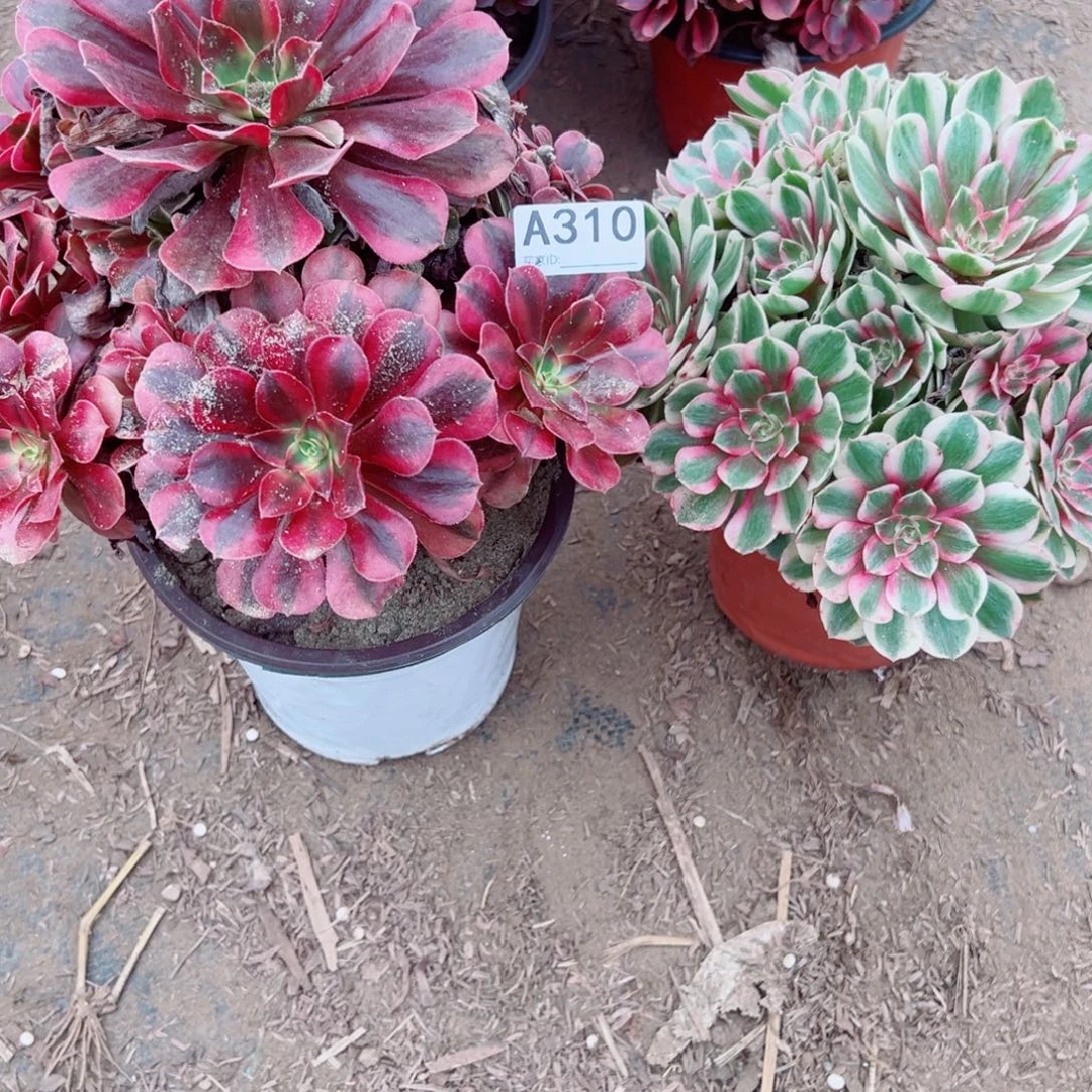 晚***ღ310两颗组合多肉法师多肉