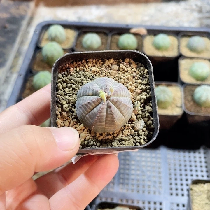 云***朵835小布纹球仙人球