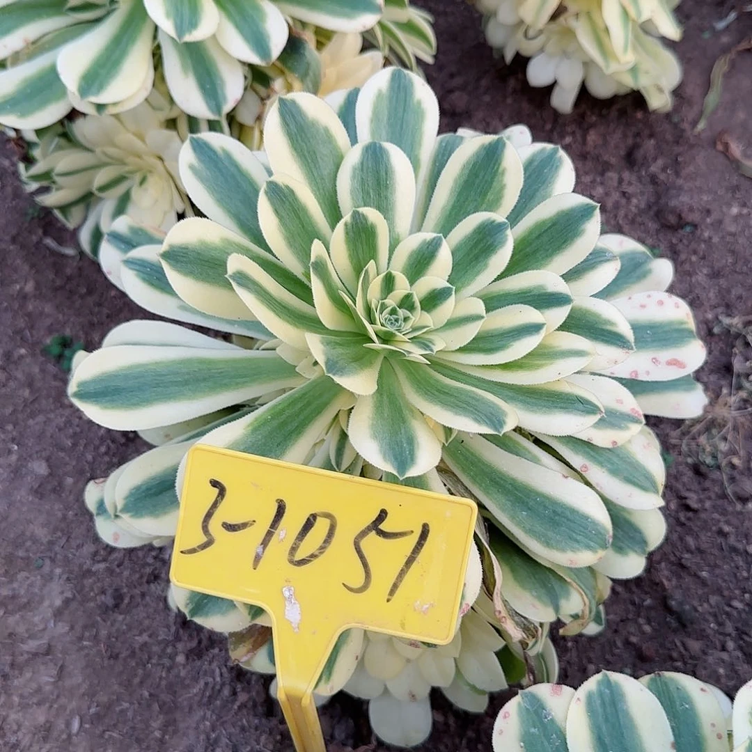 3-1051+-+多头多肉植物