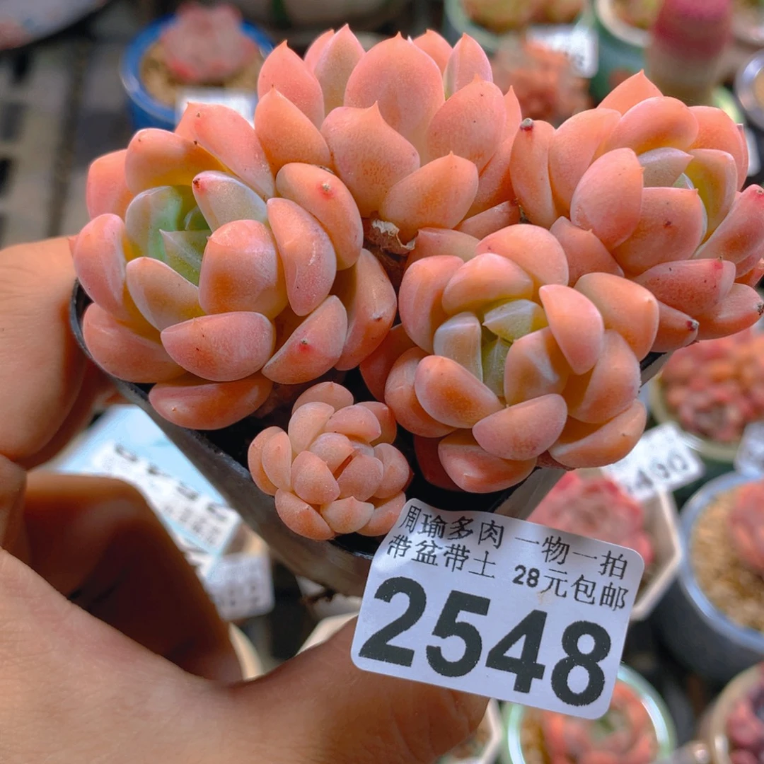 精控多肉植物2548
