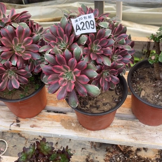 209浣纱不包断枝法师