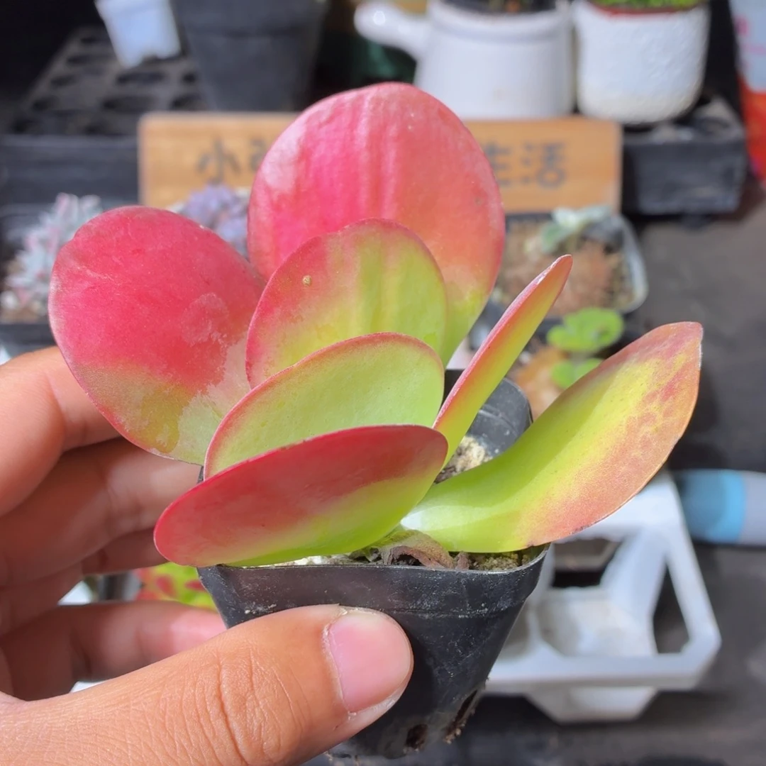 唐印锦多肉9.9包邮发货