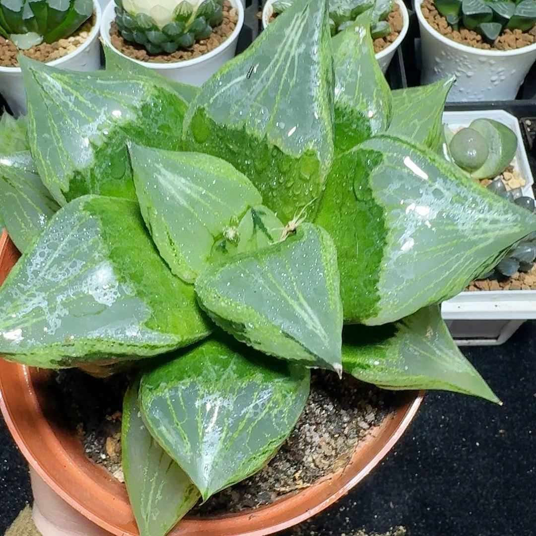 母本裹版若多肉一物一拍