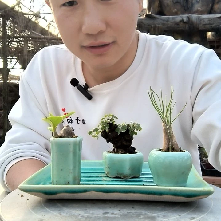怎****活小盆景小植物一物一拍254