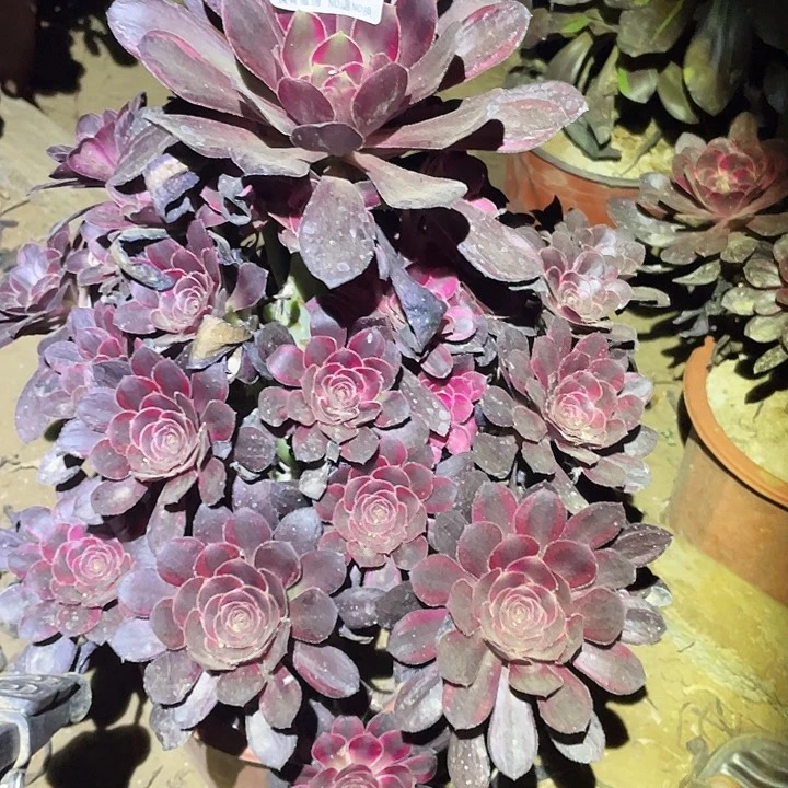 L****u多肉植物法师666丽娜