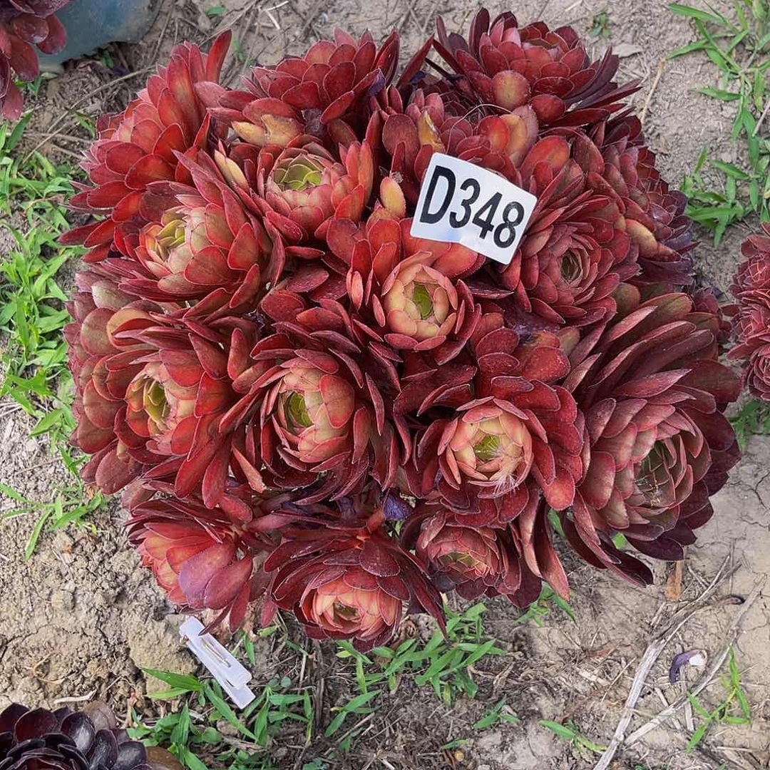 七彩万圣节13-外包邮