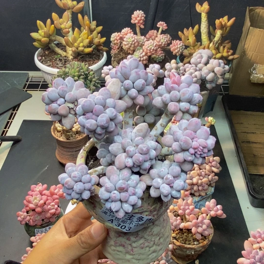 303香水手指奶多肉8c m