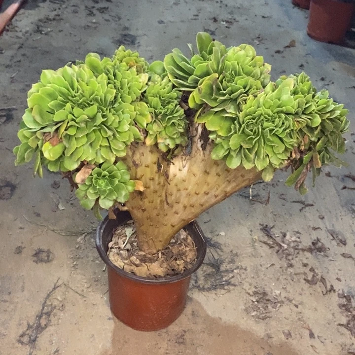 绿羊绒缀多肉植物39