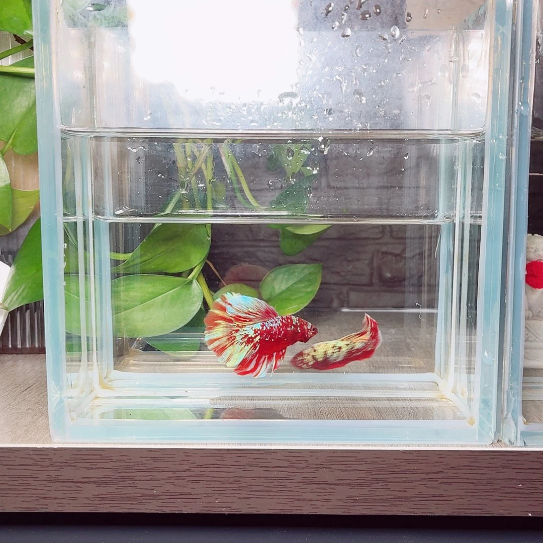 斗鱼彩金烟花尾半月