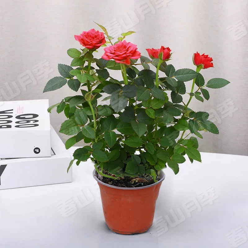【红丝绒130杯】2~3个花苞盆栽浓香型四季开花好养护易活庭院绿植