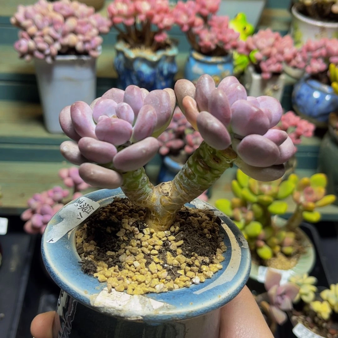 036月美人10厘米多肉