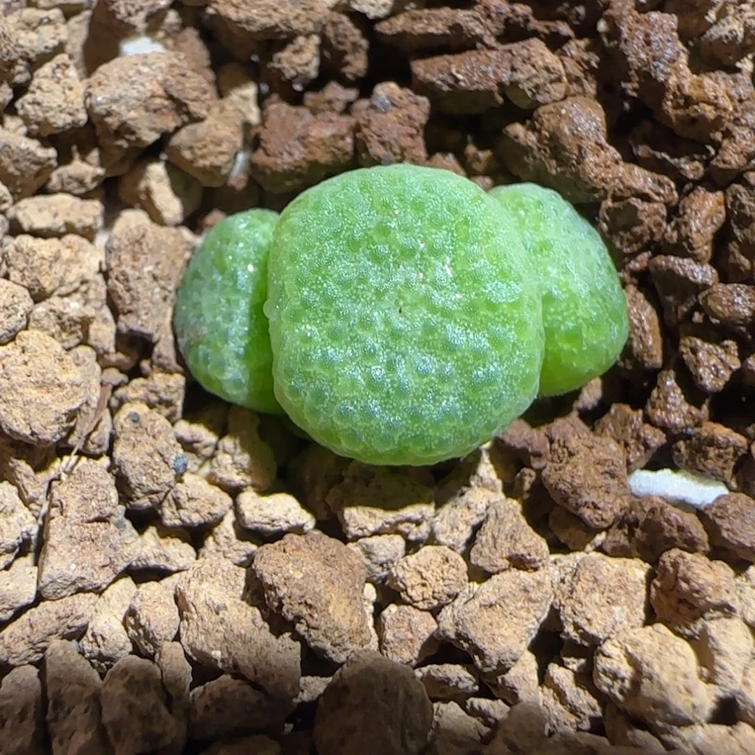 肉锥多肉植物组合-青团1301
