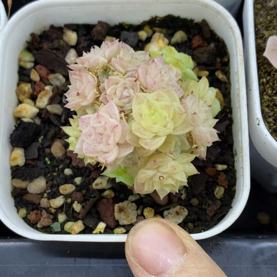 精品多肉一物一拍不包整257