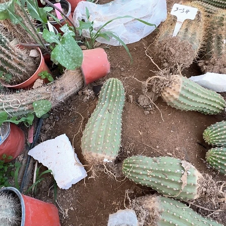 昊超级杏30的毛花柱