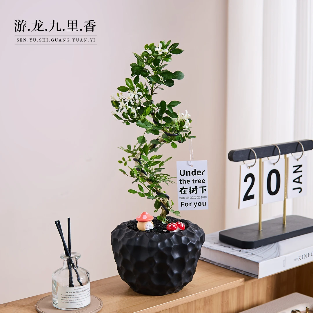 造型九里香盆栽桌面盆景花卉绿植摆件四季开花香味好养活植物