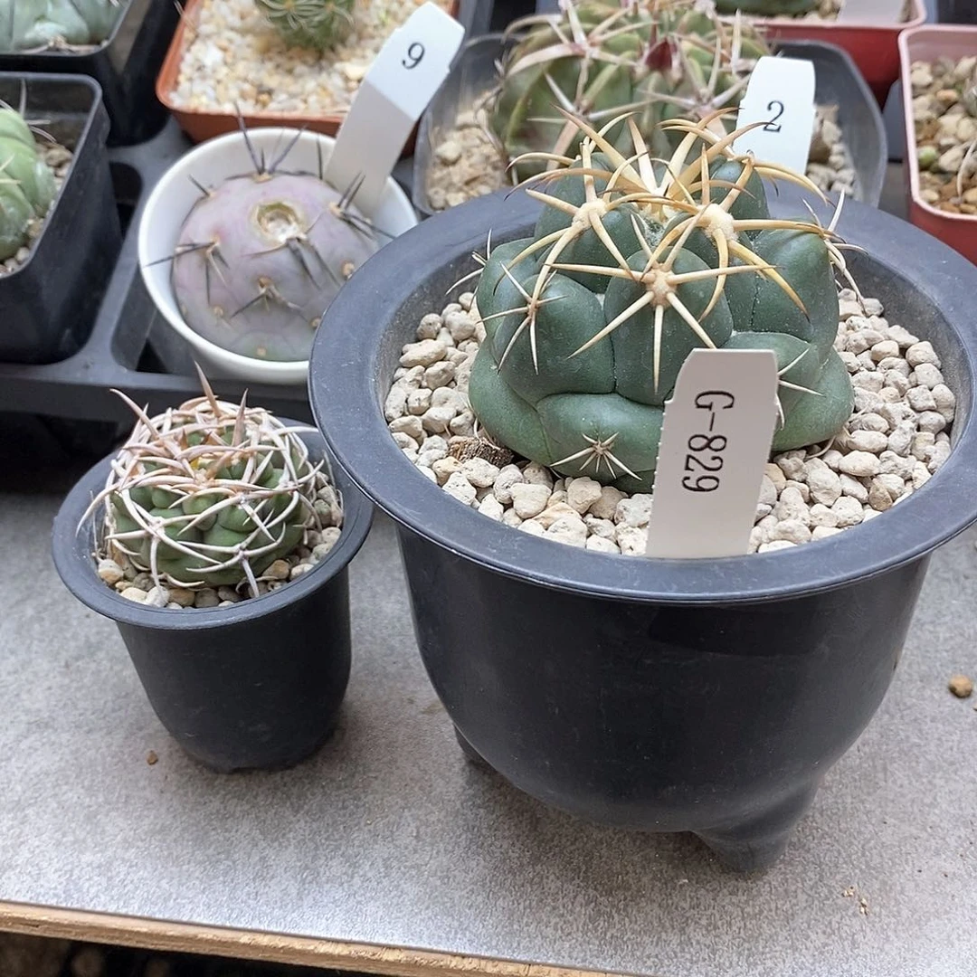 G829花油专拍仙人球开花