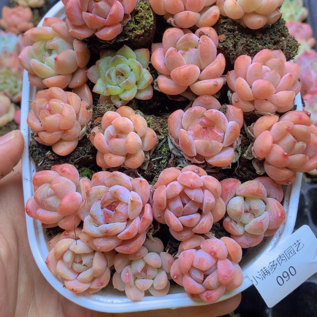 我要去买东西了啊我要090