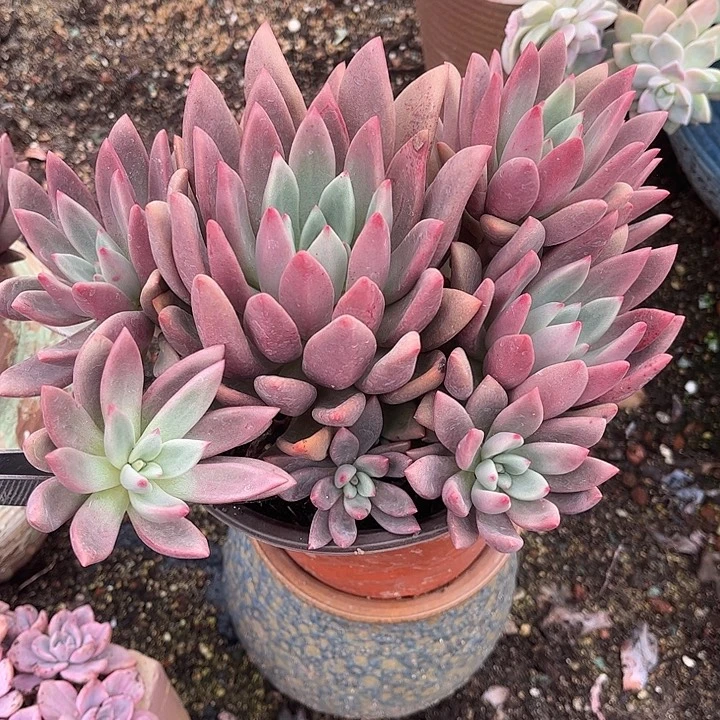 美***人桃花源群生，一物一拍