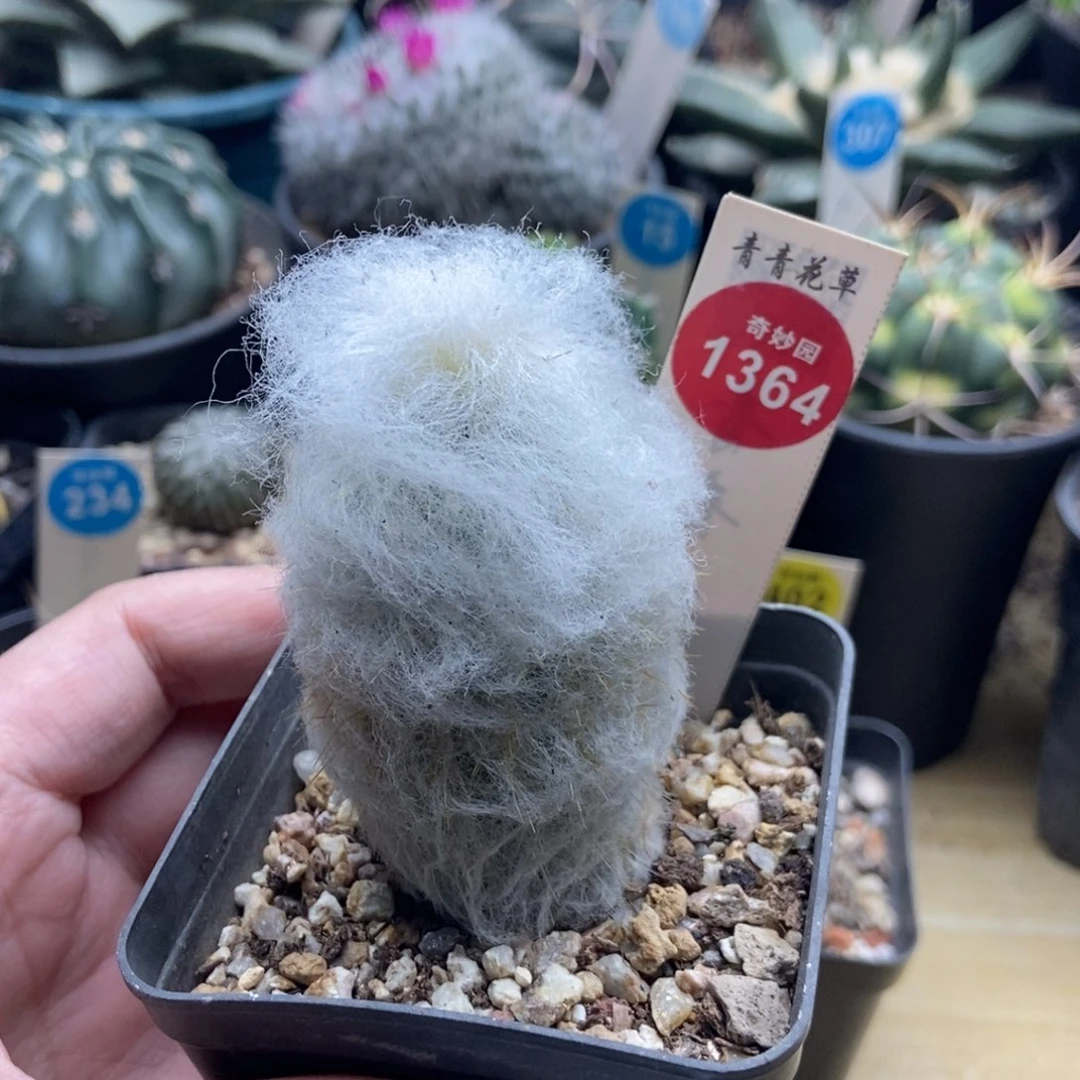 实生浓毛老乐柱一颗