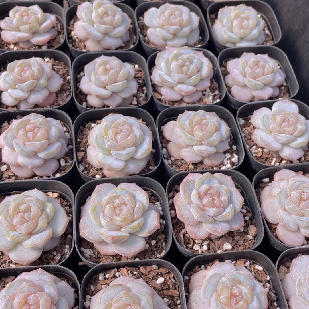 量拍20号 糖心白兰地单头一个