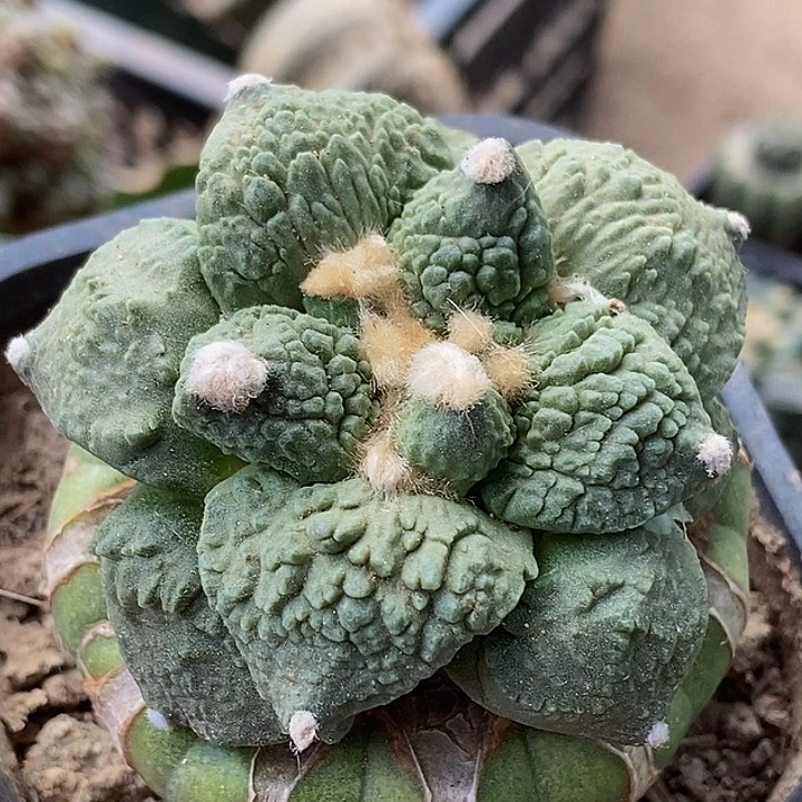 无花朵福利细颗粒大尤丸尤瀑布怒牡丹016