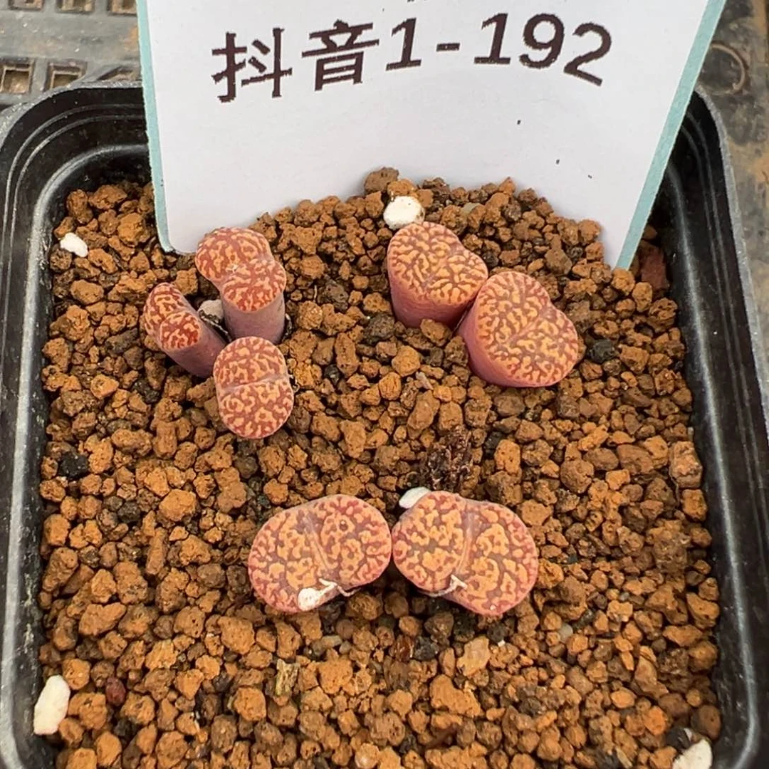 1-192肉锥多肉植物